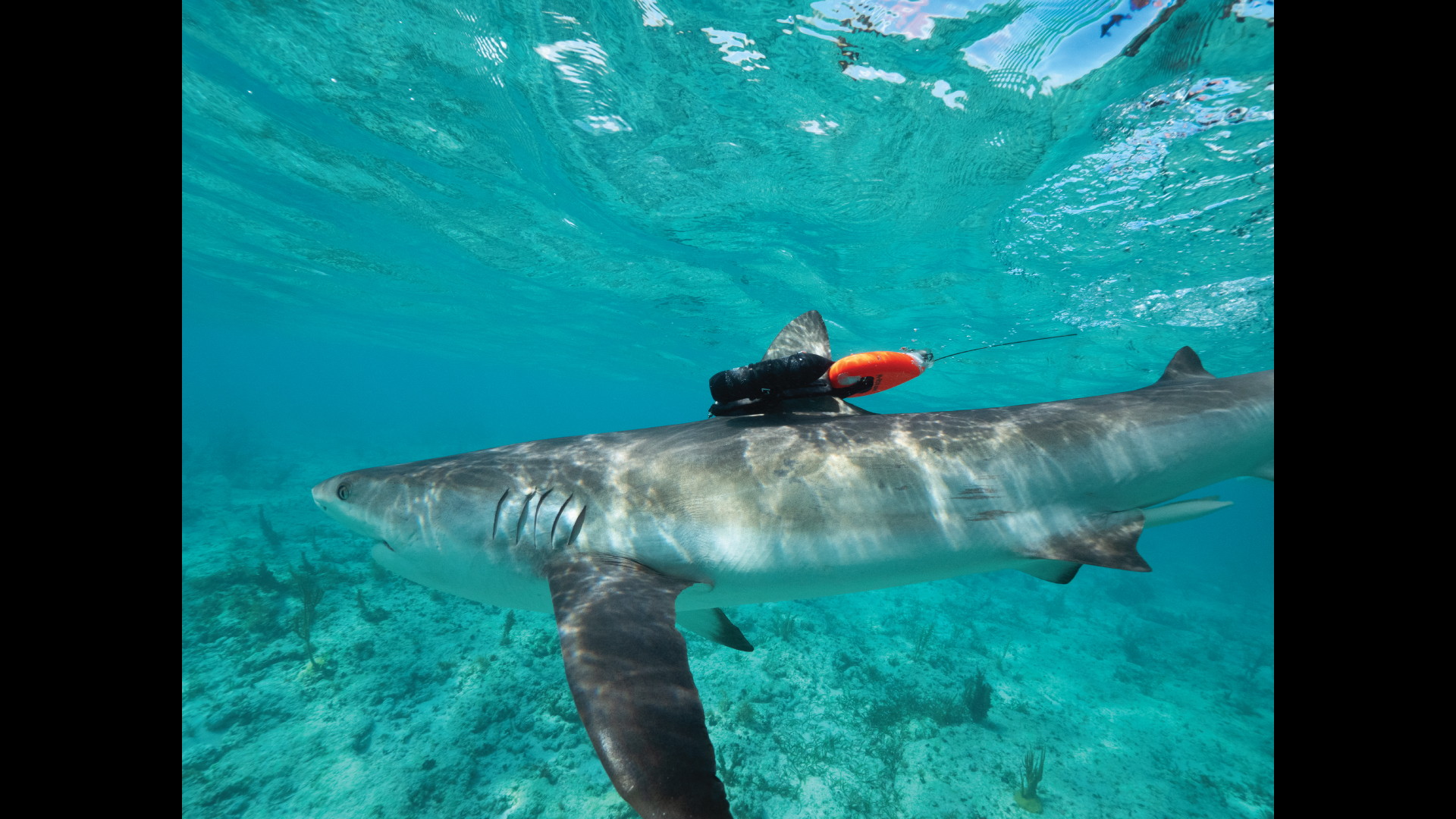 ANIMALS WITH CAMERAS: <br/>A Nature Miniseries, Oceans