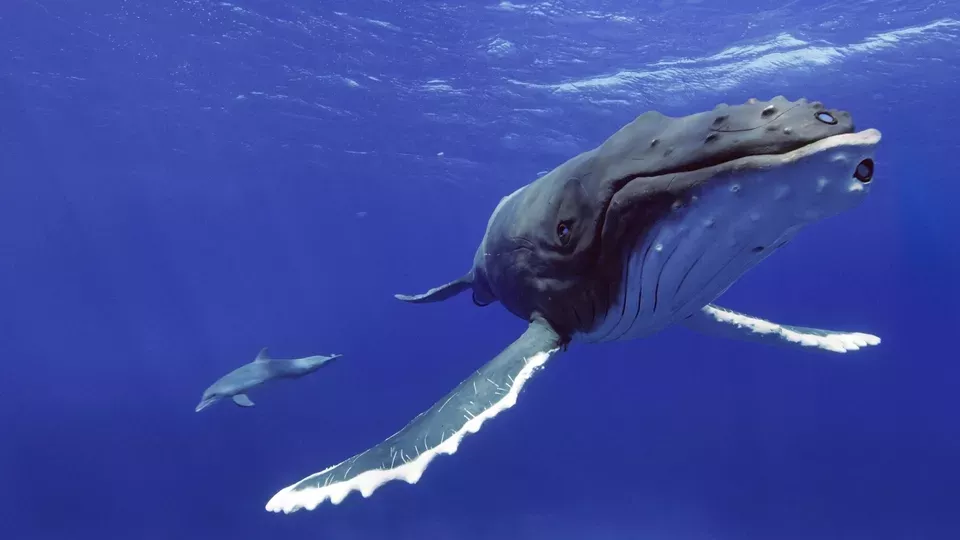 SPY IN THE OCEAN <br/>Deep Feelings