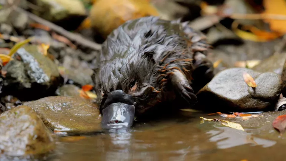 NATURE <br/>The Platypus Guardian