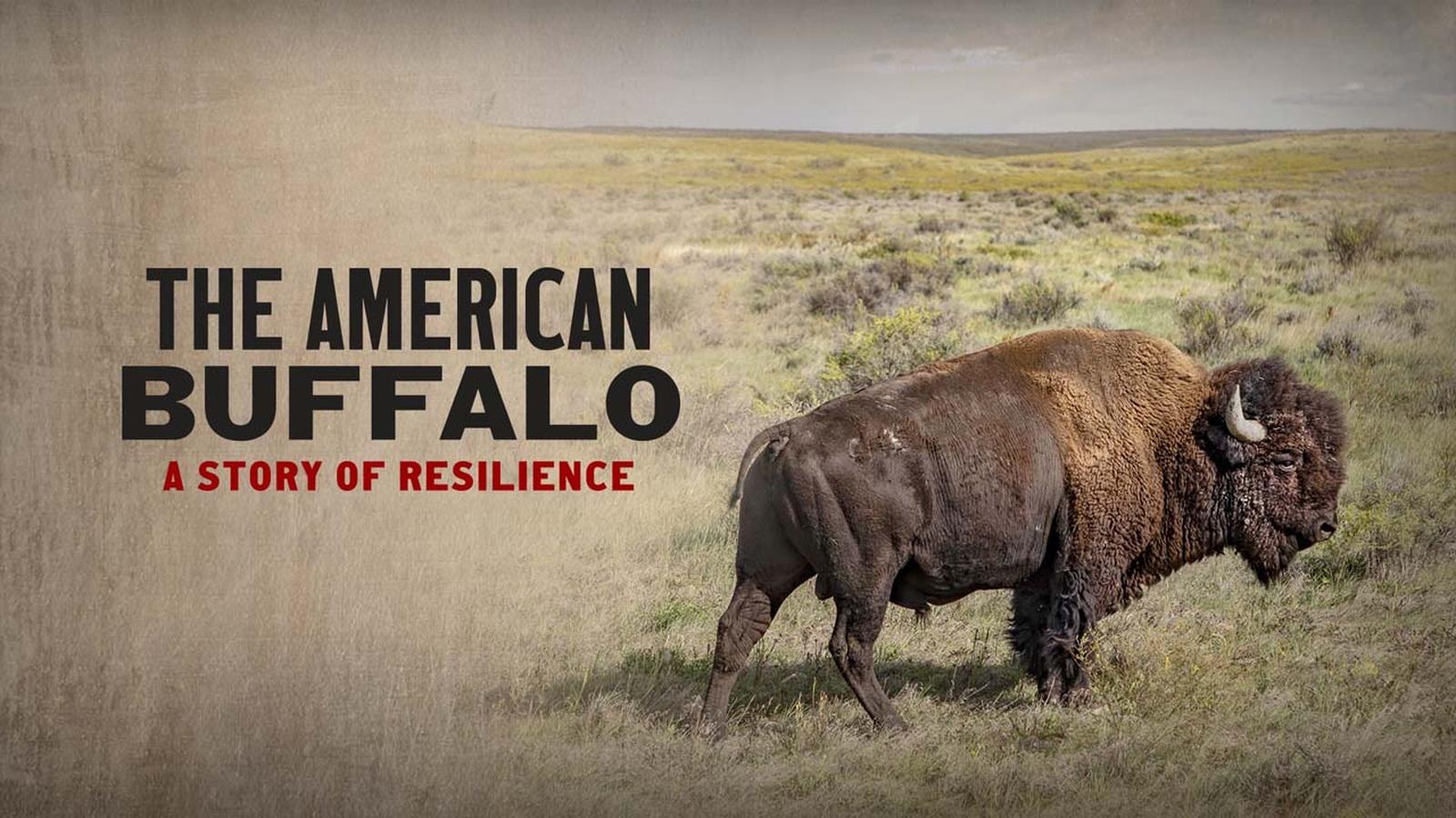 THE AMERICAN BUFFALO <br/>A Story of Resilience