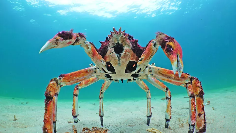 SPY IN THE OCEAN <br/>Deep Relationships