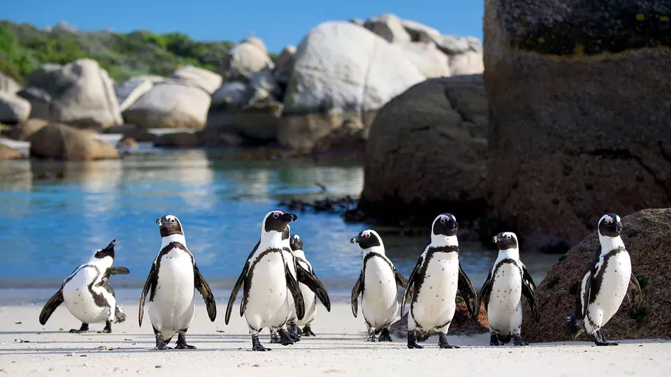 Penguins meet the family