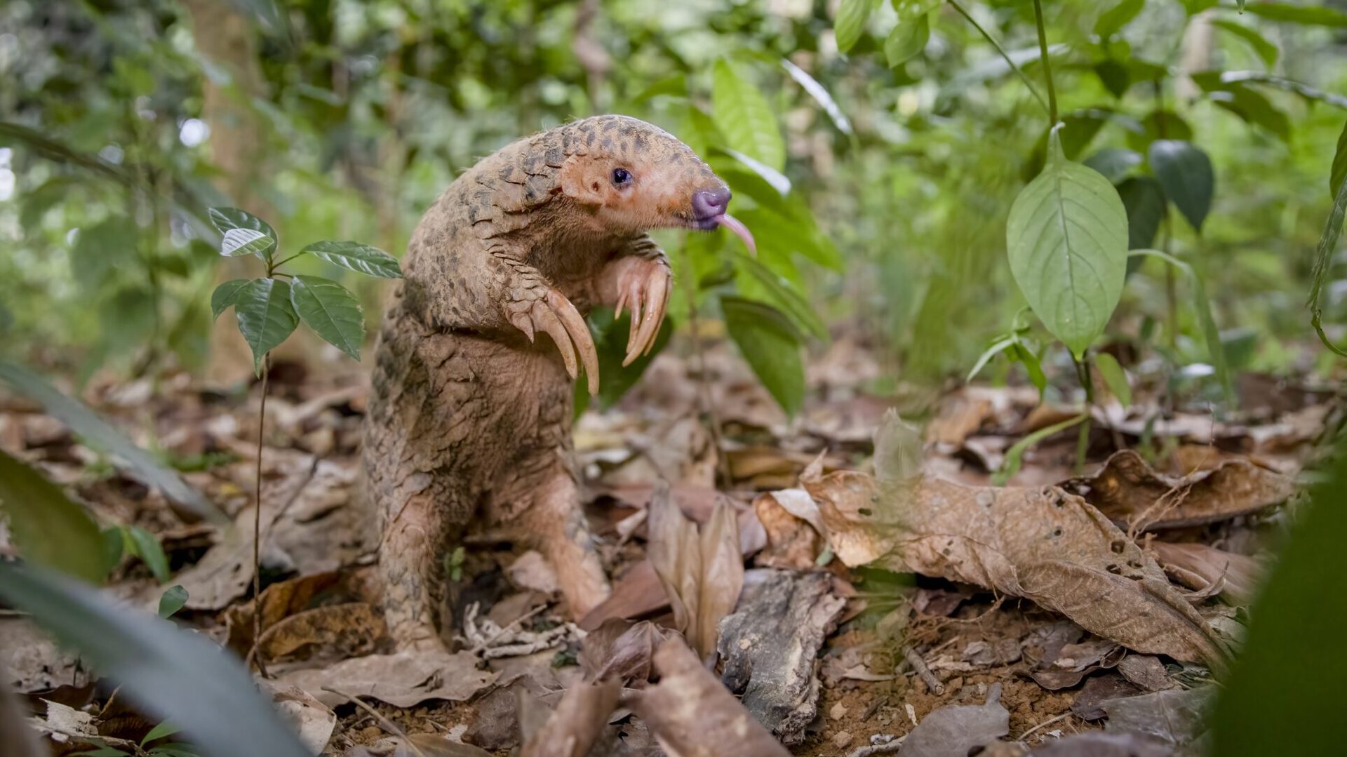 Big Little Journeys: Survival