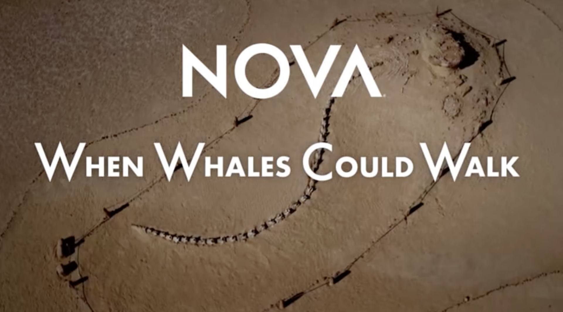 NOVA <br/>When Whales Could Walk