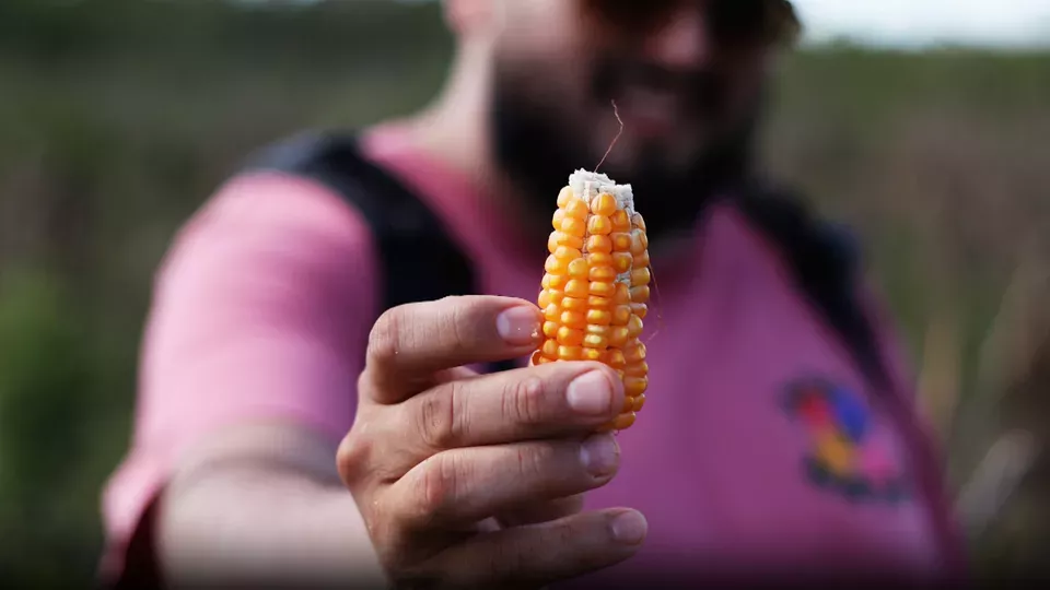 TACO MAFIA <br/>Tradicion