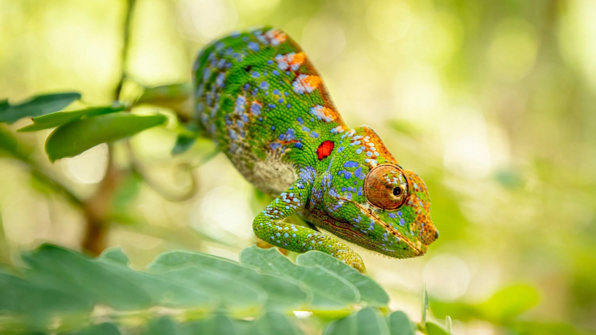 Big Little Journeys: Bloodlines <br/>NATURE