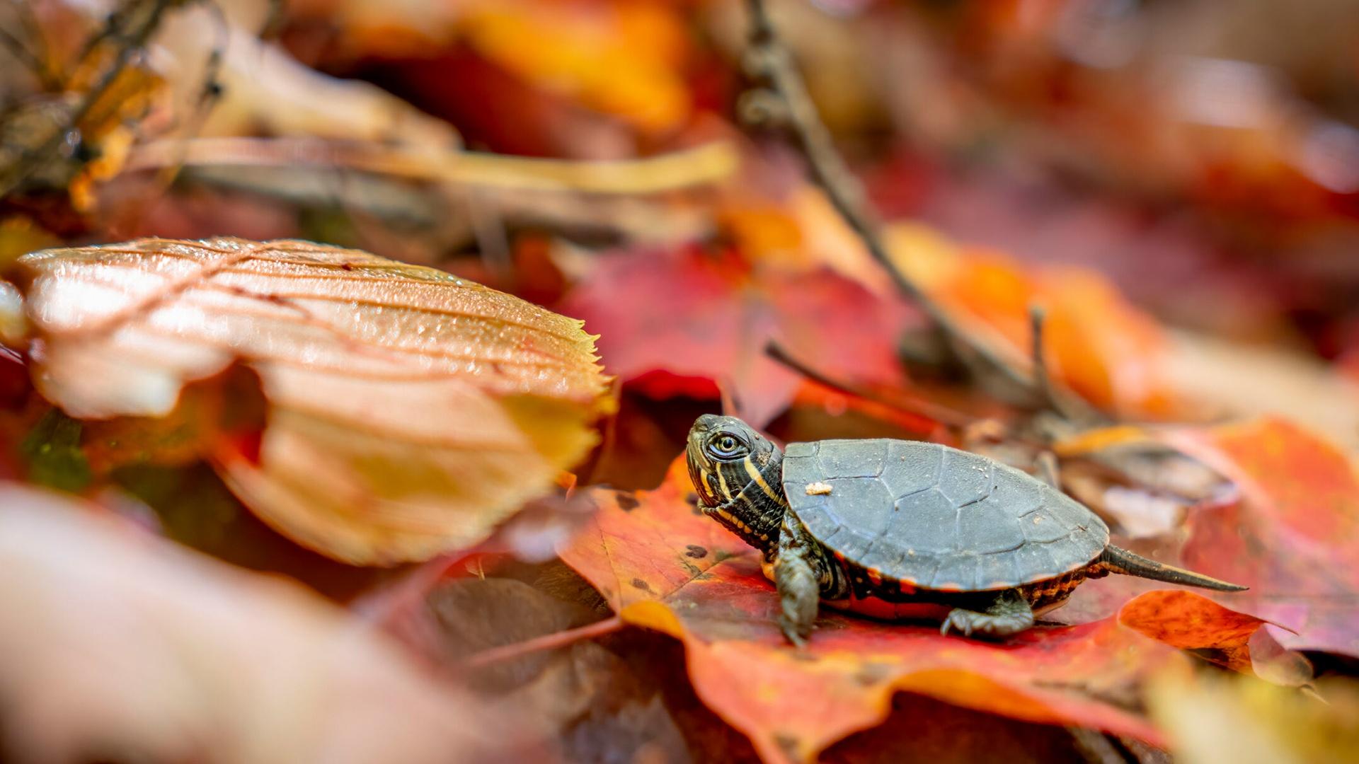 Big Little Journeys: Home <br/>NATURE