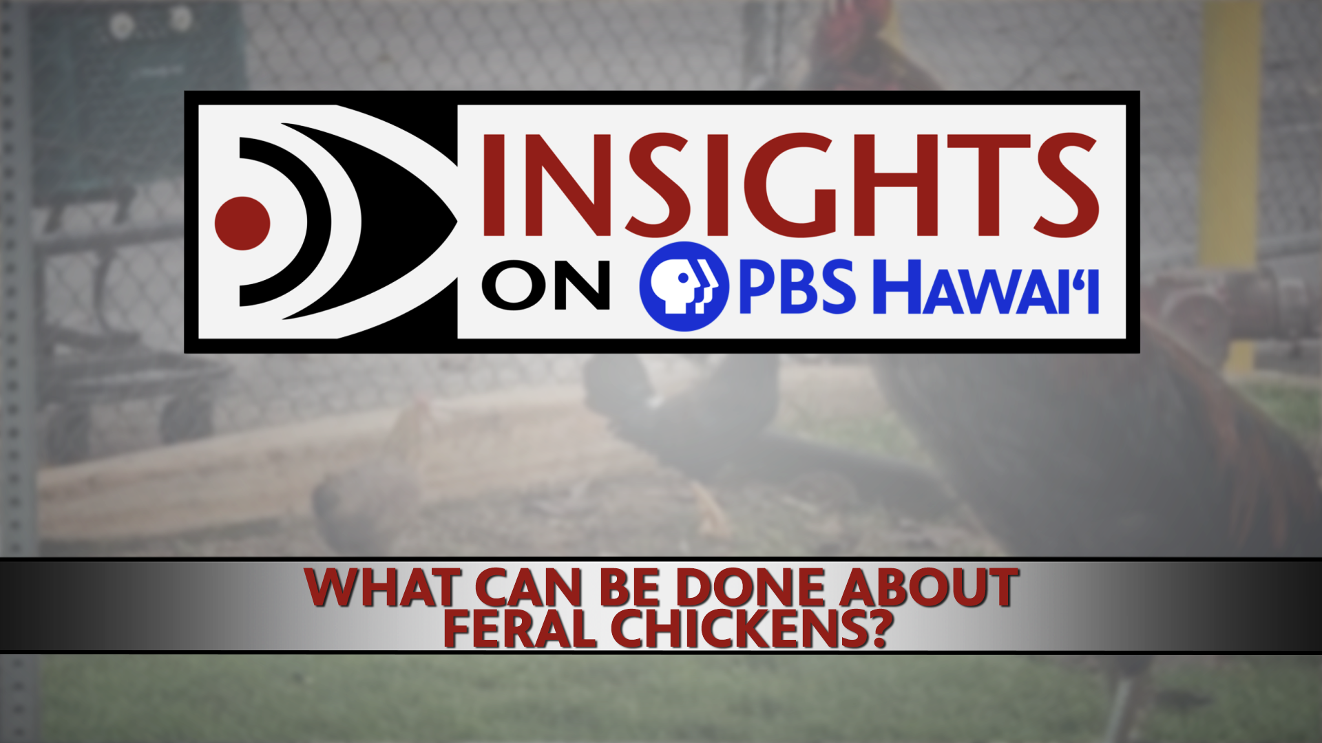 INSIGHTS ON PBS HAWAIʻI <br/>What Can Be Done About Feral Chickens?