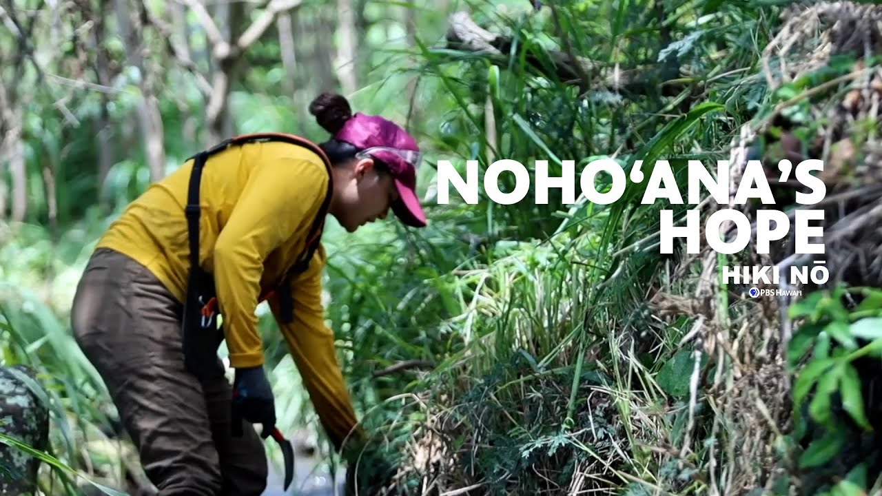 Addressing the Climate Crisis at Nohoʻana Farms on Maui | HIKI NŌ – PBS HAWAIʻI