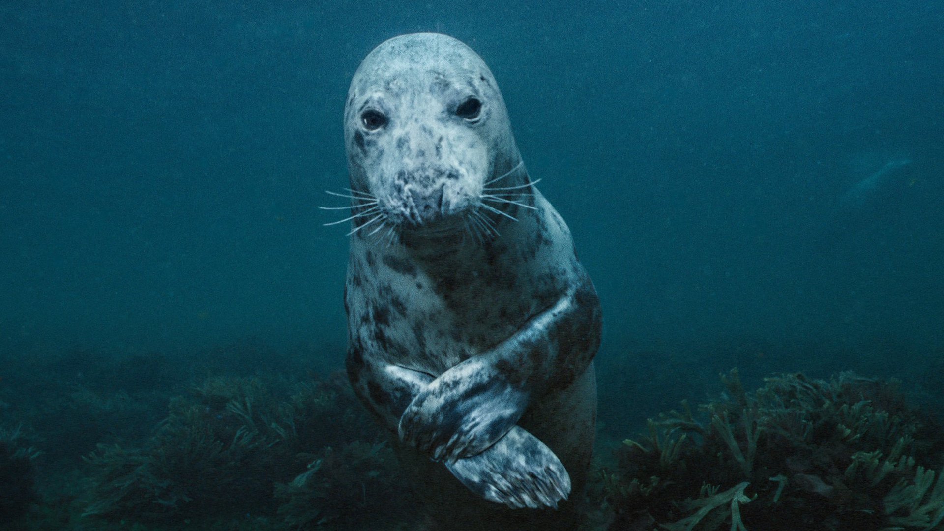 Sea Change: Bounty in the Gulf of Maine