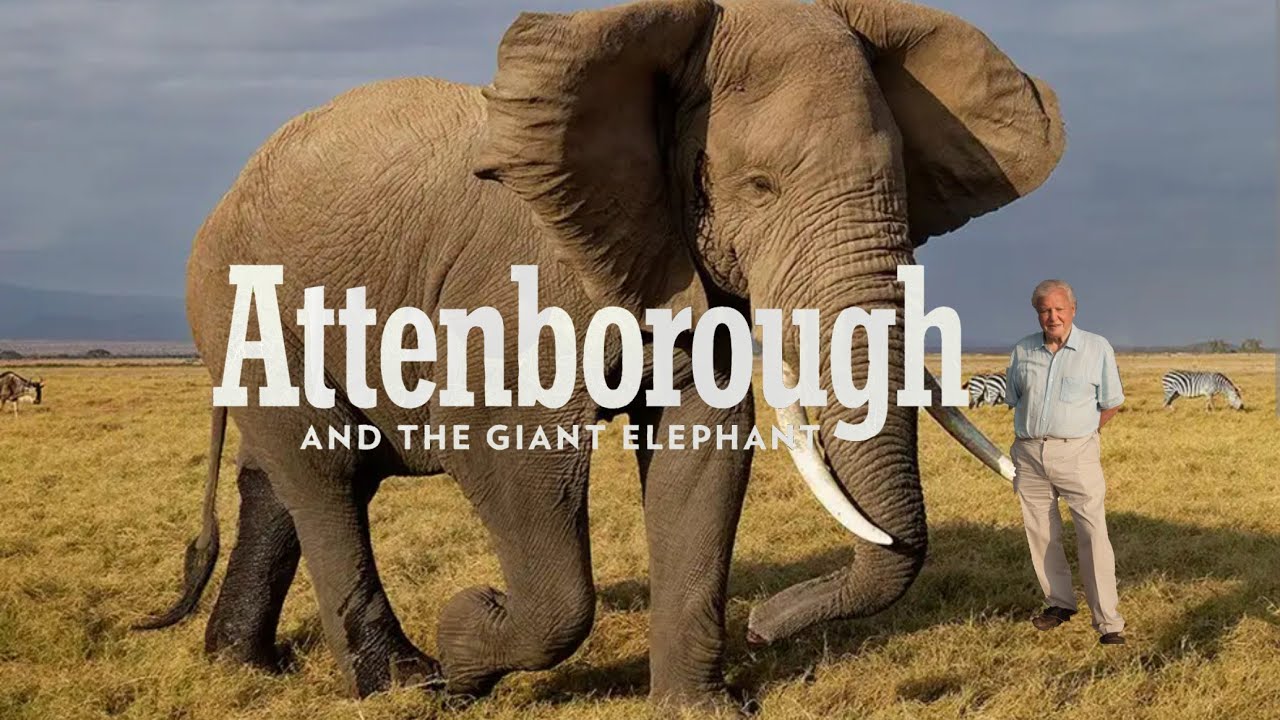 Attenborough and the Giant Elephant