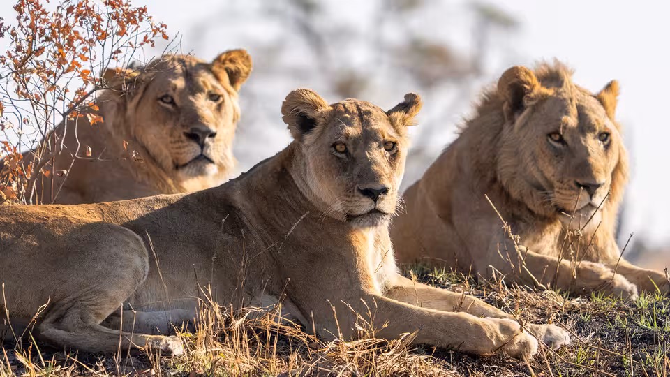 BIG CATS 24/7: Episode 3