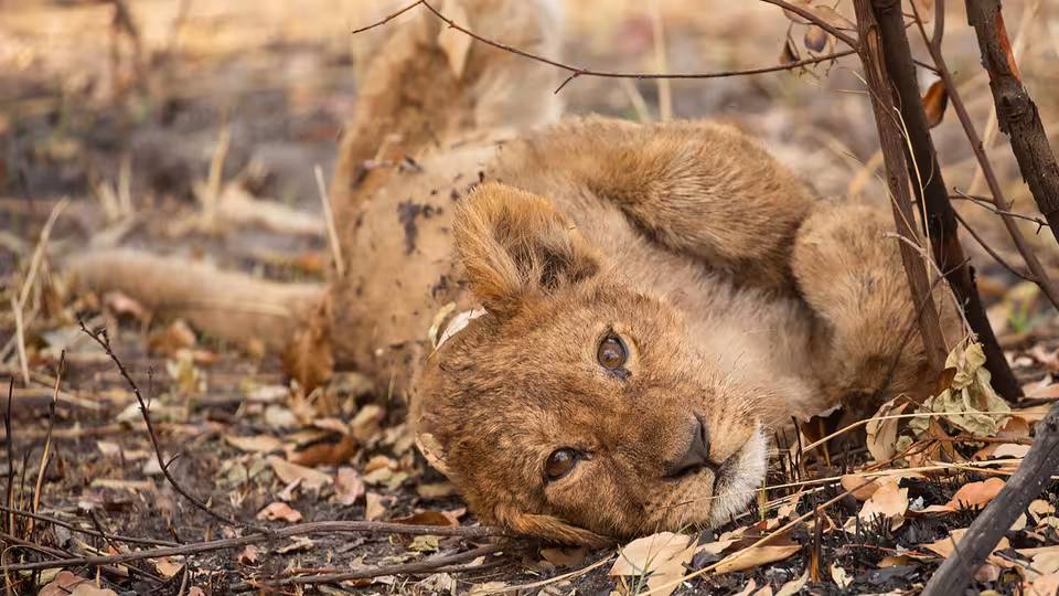 BIG CATS 24/7: Episode 5