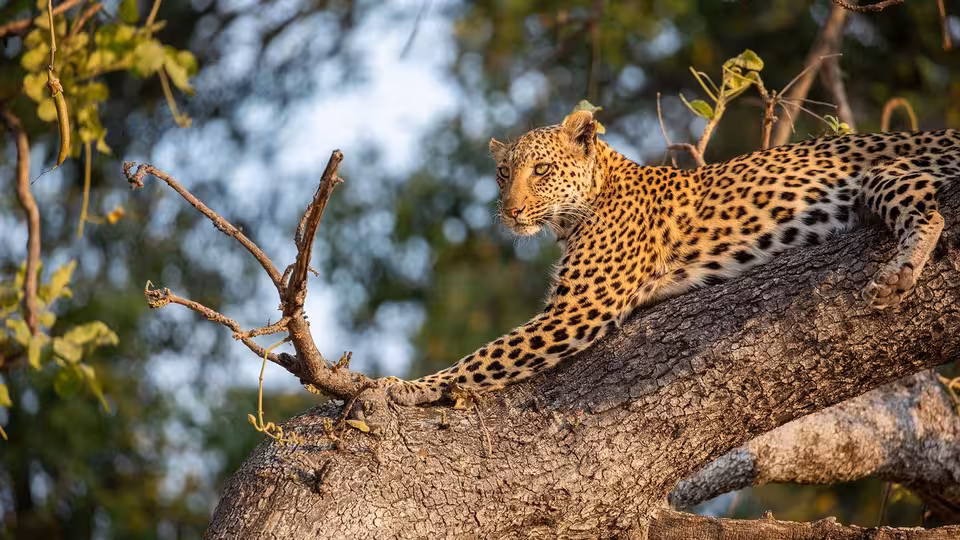 BIG CATS 24/7: Episode 6