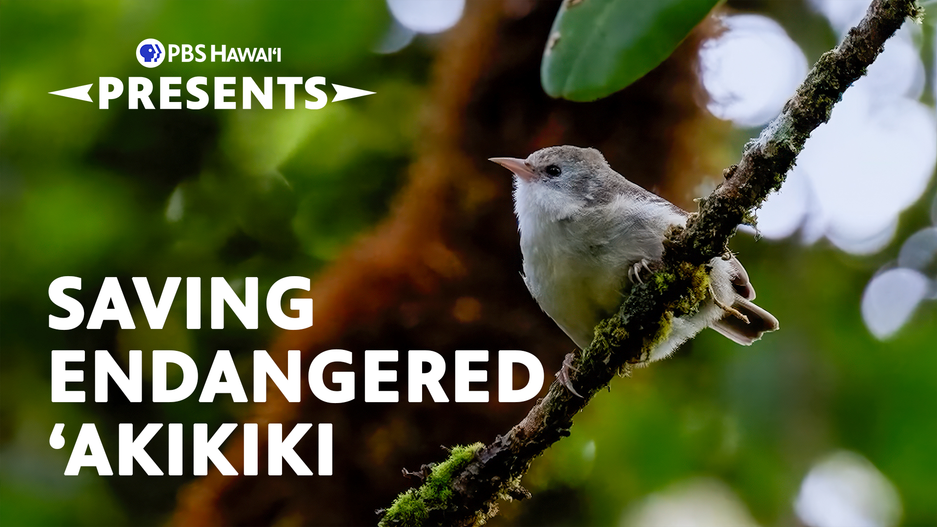 When Silence Becomes the Song