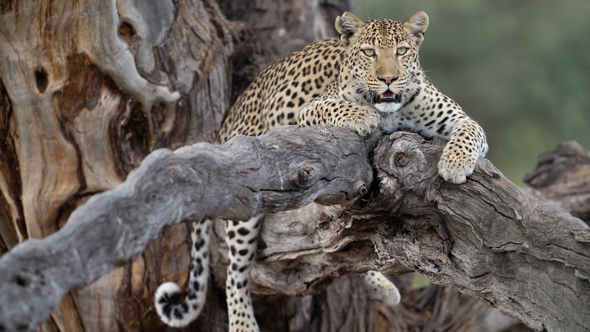 NATURE <br/>Big Cats, Small World: Landlords