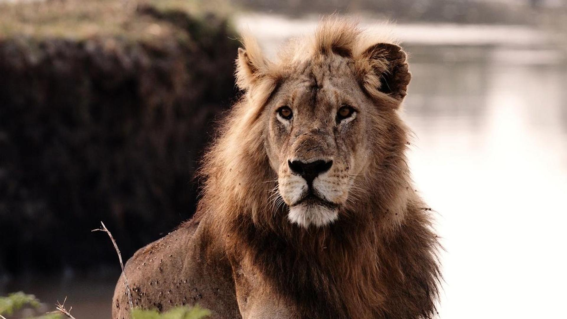 Katavi: Africa’s Fallen Paradise: Sanctuary <br/>NATURE