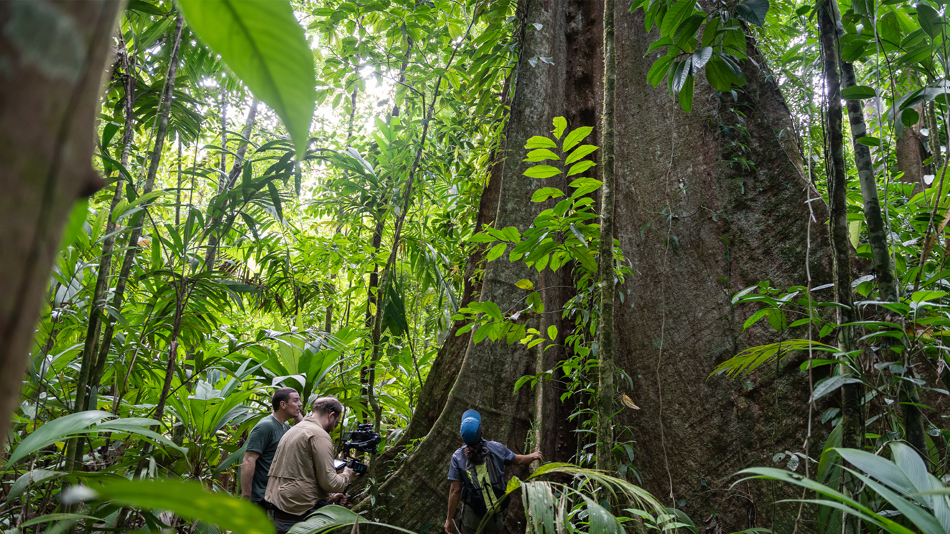 Secrets of the Forest <br/>NOVA