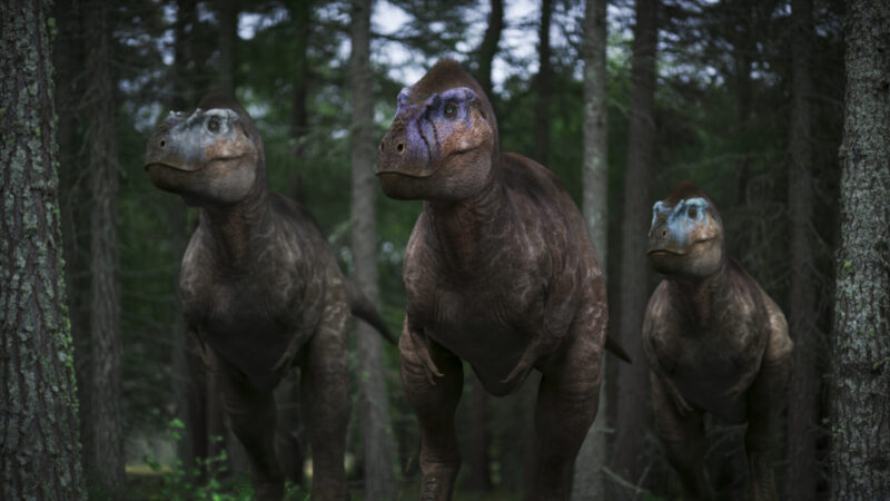 Picture Shows: VFX - LANDSCAPE
VFX image of 3 Albertosaurus including the hero female in the middle. Albertosaurus are in forested area of what is now Alberta, Canada.
EARLY RELEASE