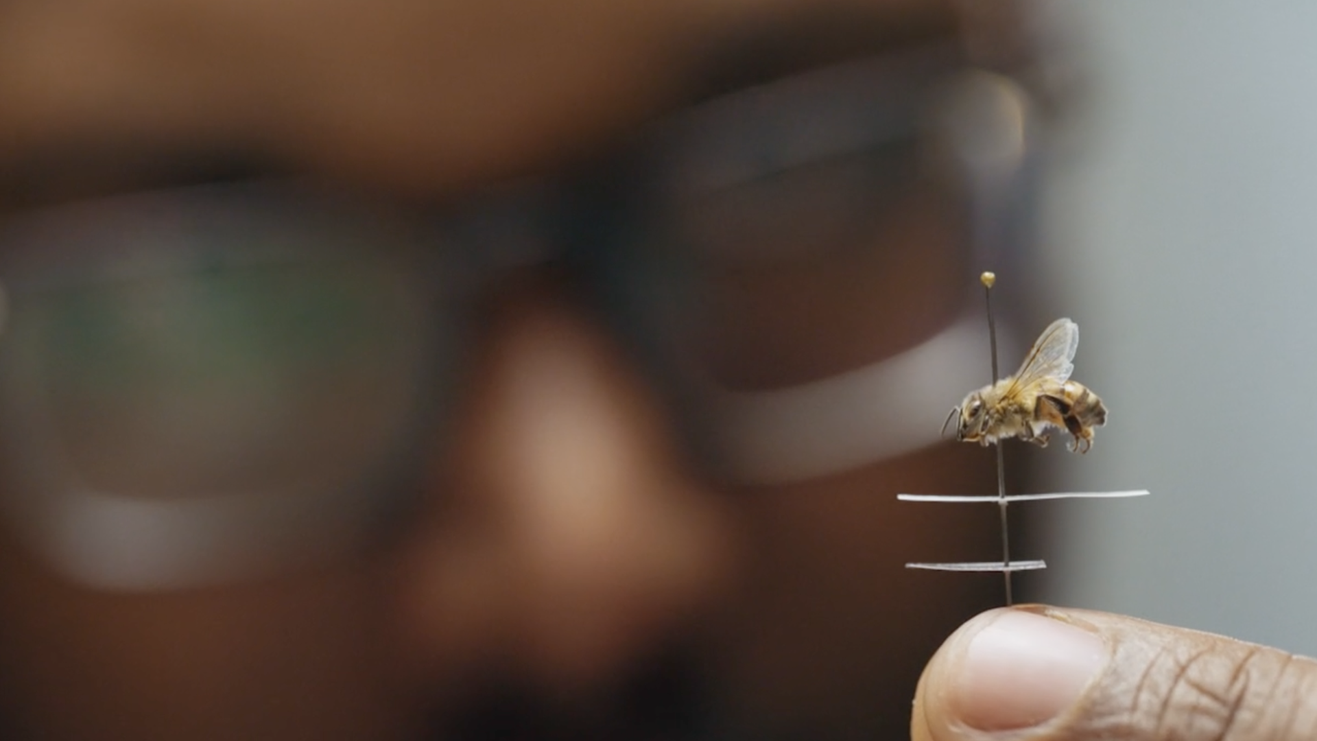 Honey Trap <br/>HUMAN FOOTPRINT