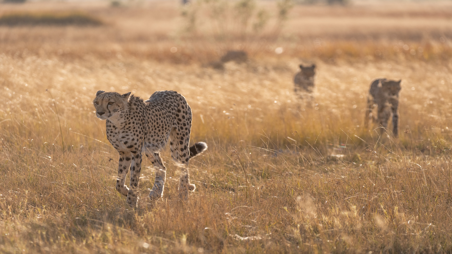 Season 2: A Pride Divided <br/>BIG CATS 24/7