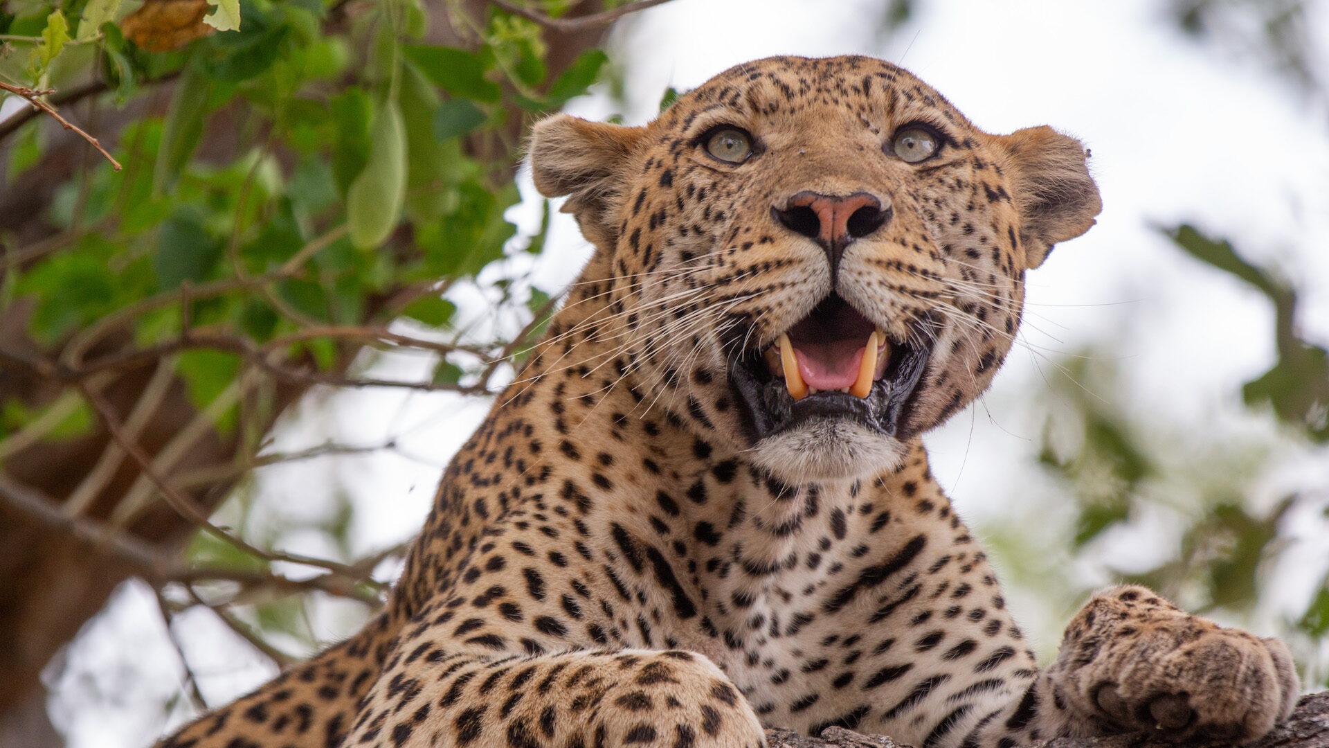 Season 2: Reunion <br/>BIG CATS 24/7