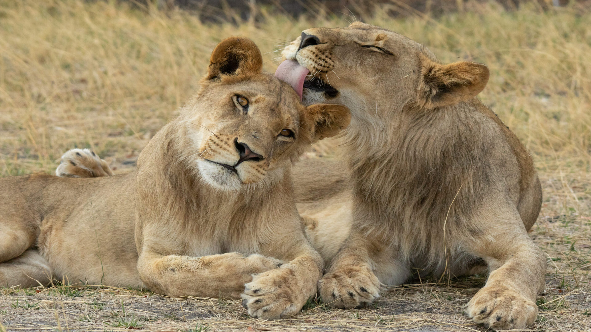 Season 2: The Rogue Boys <br/>BIG CATS 24/7