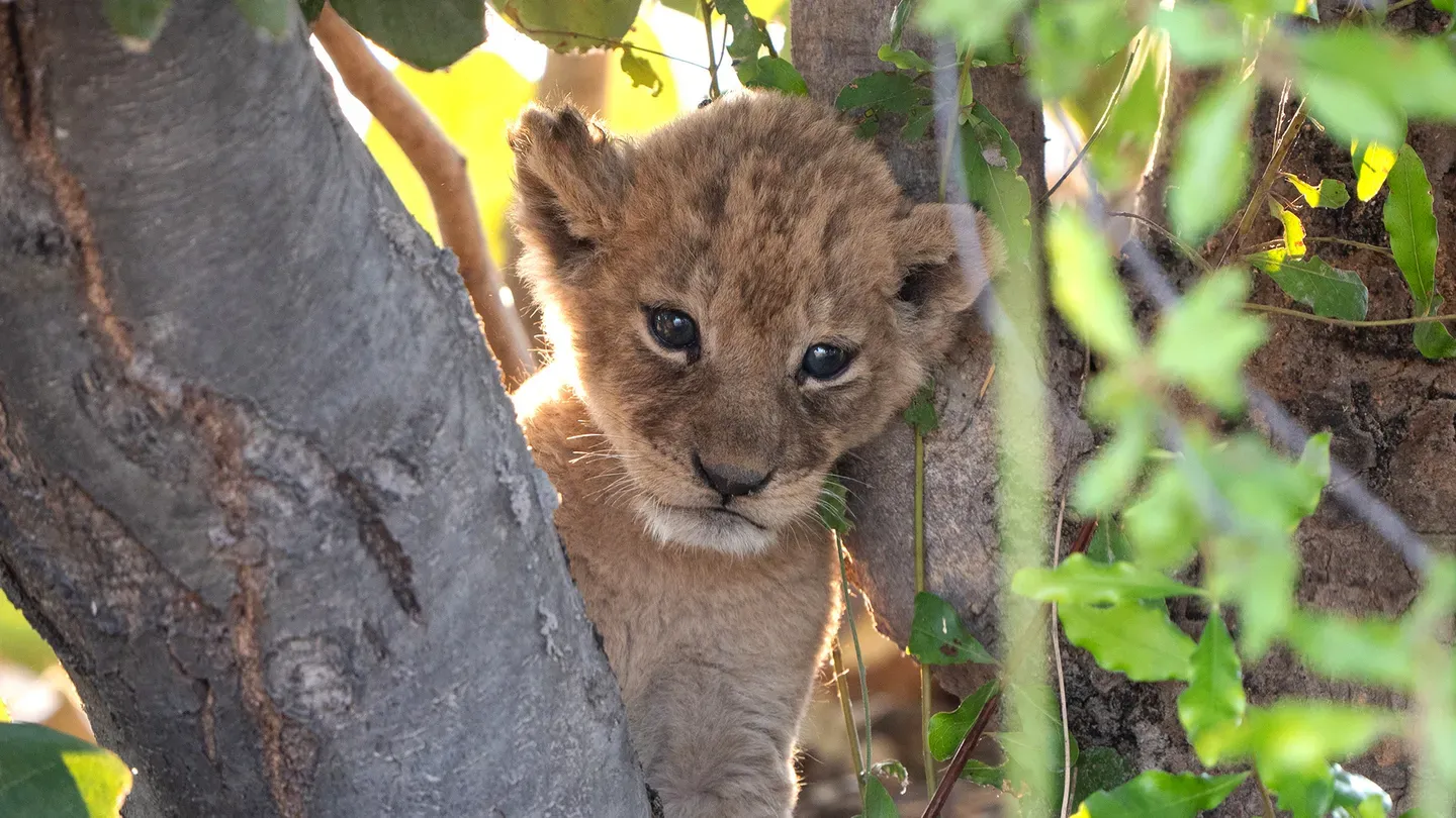 Season 2: New Beginnings <br/>BIG CATS 24/7