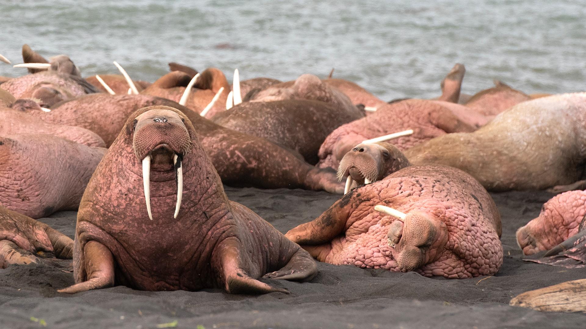 Walrus: Life on Thin Ice <br/>NATURE