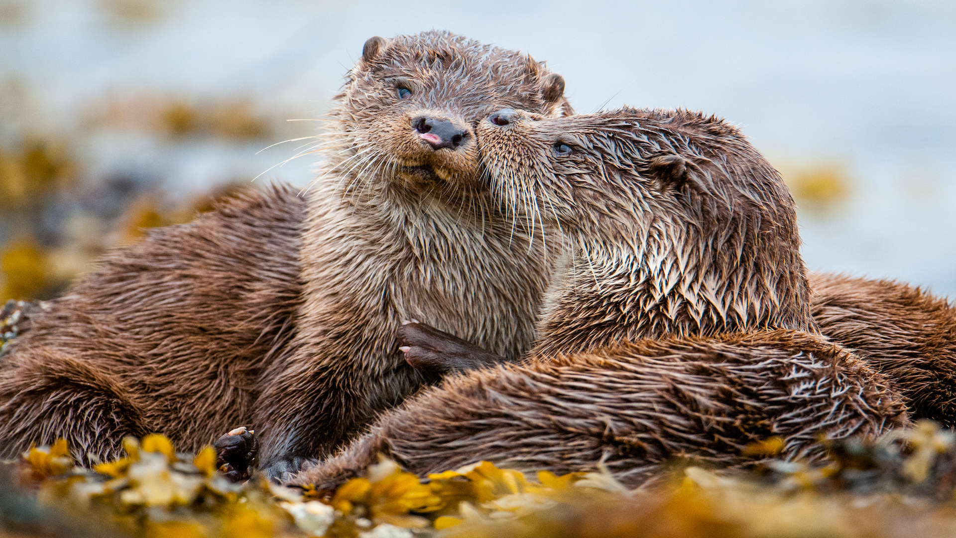 Parenthood: Oceans <br/>NATURE