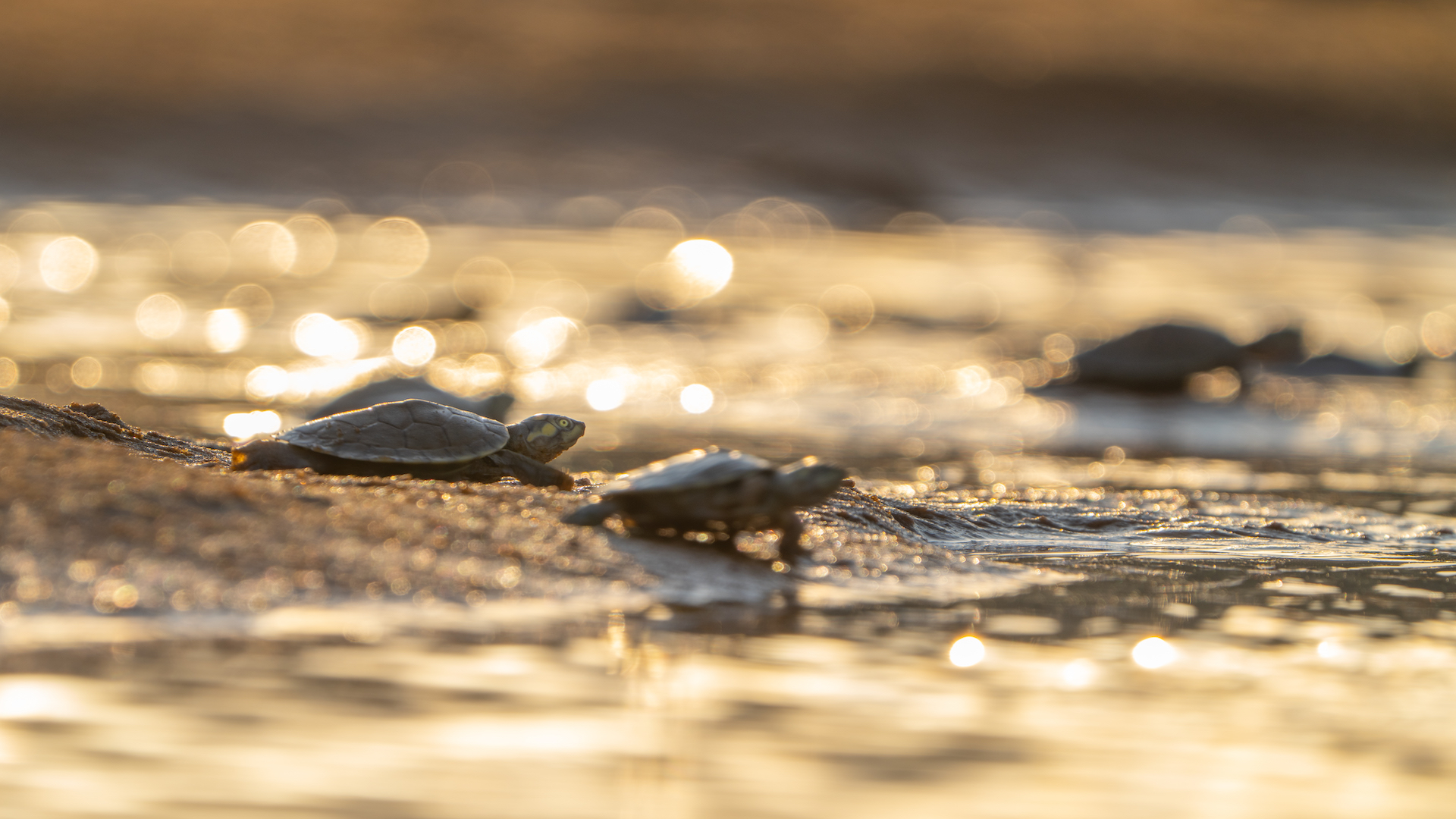 Parenthood: Freshwater <br/>NATURE