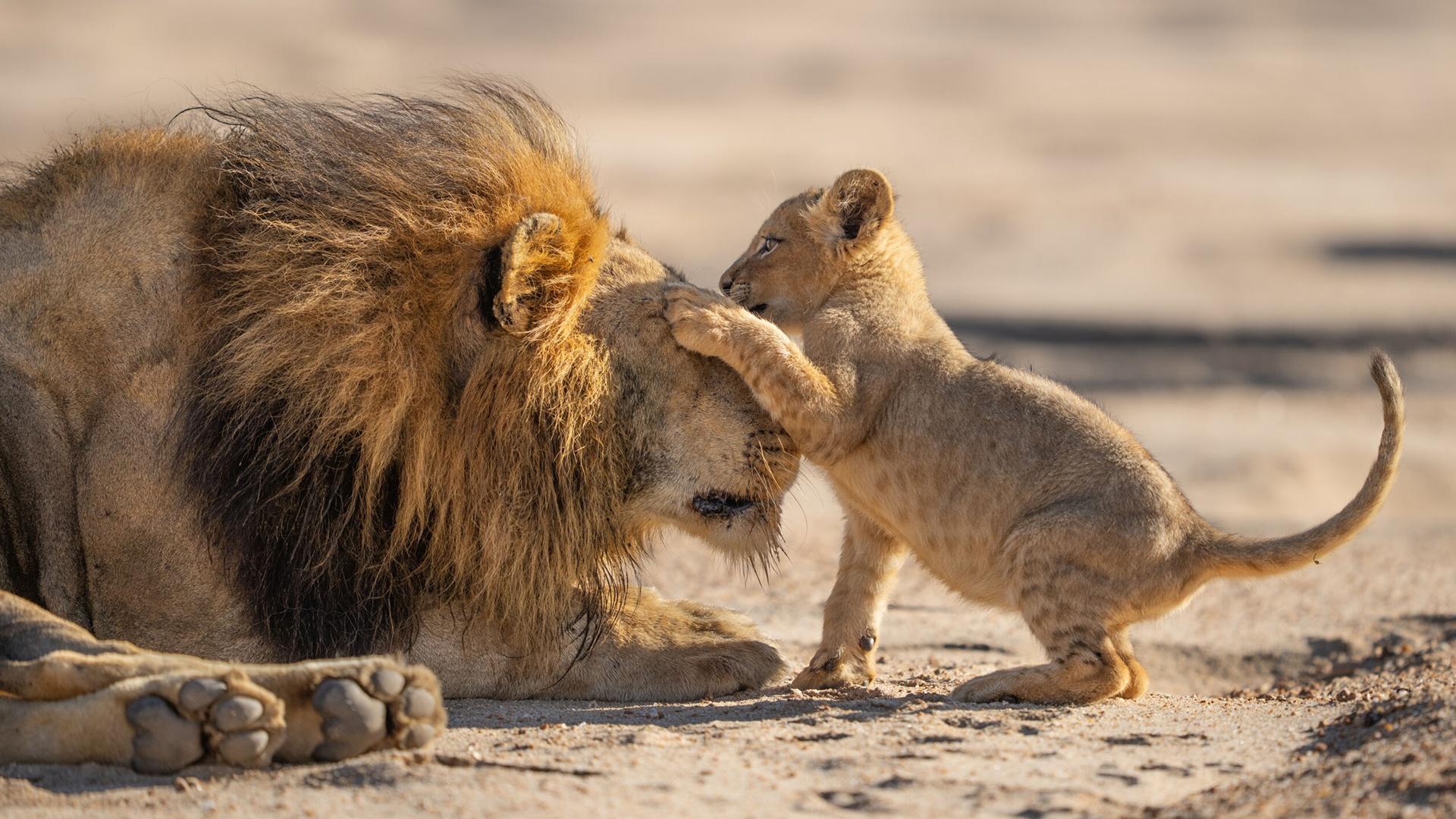 Parenthood: The Greatest Adventure <br/>NATURE
