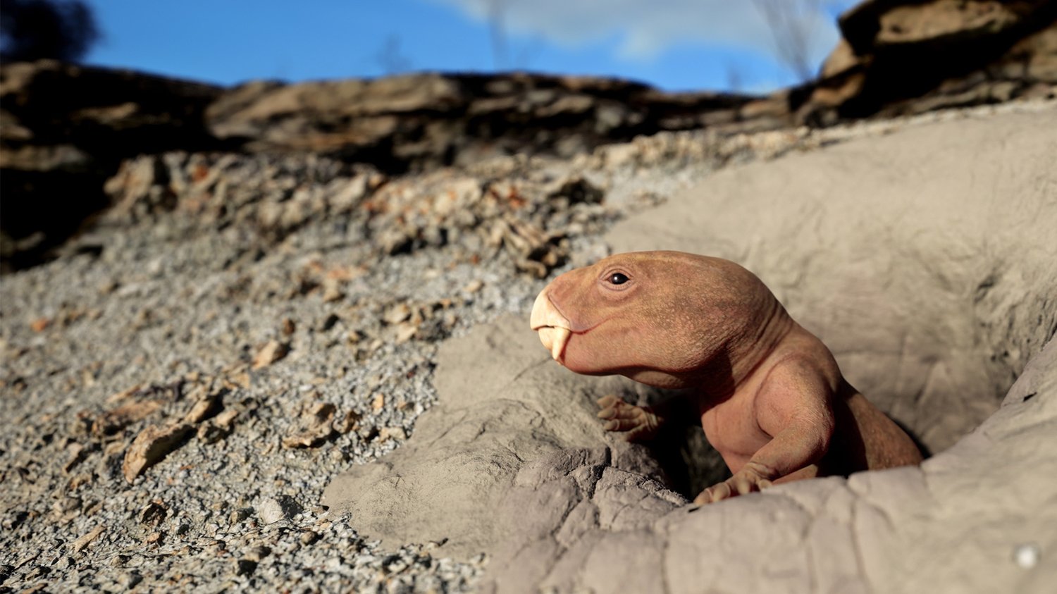 Mammal Origins <br/>NOVA