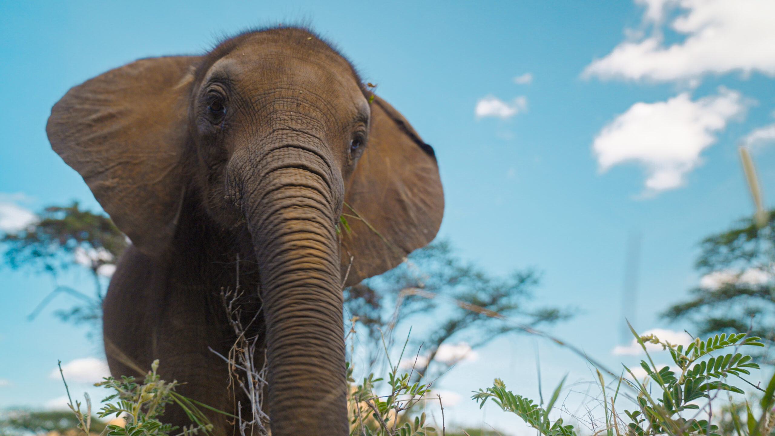 Becoming Elephant: The Orphans of Reteti – Baby Steps <br/>NATURE