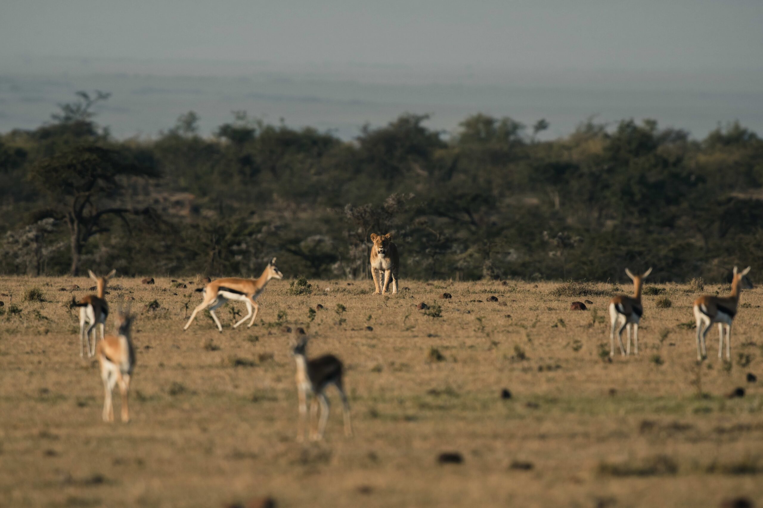 Open Spaces <br/>SHARED PLANET