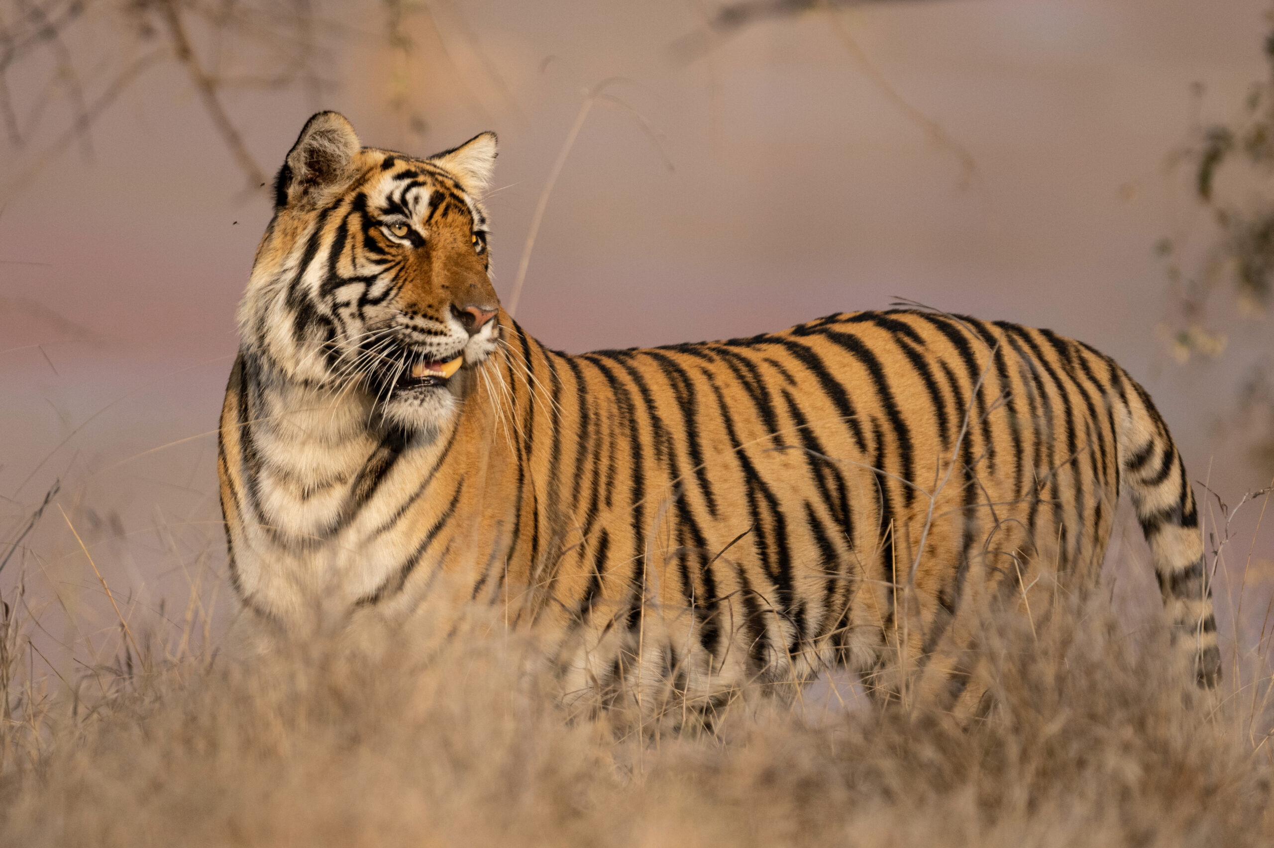 Legendary Tigers of India <br/>NATURE