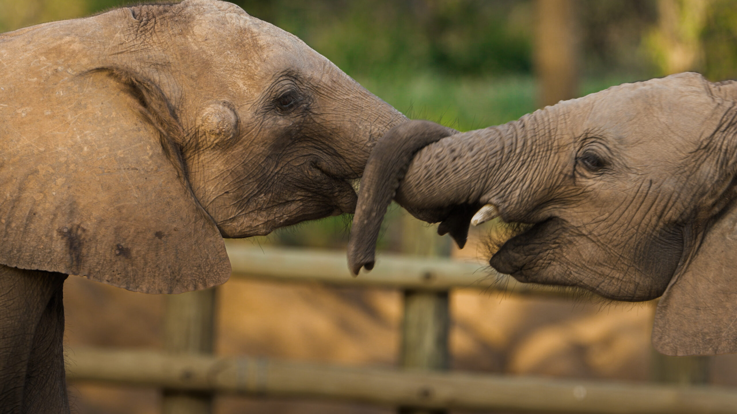 Becoming Elephant The Orphans of Reteti: Graduation Day <br/>NATURE