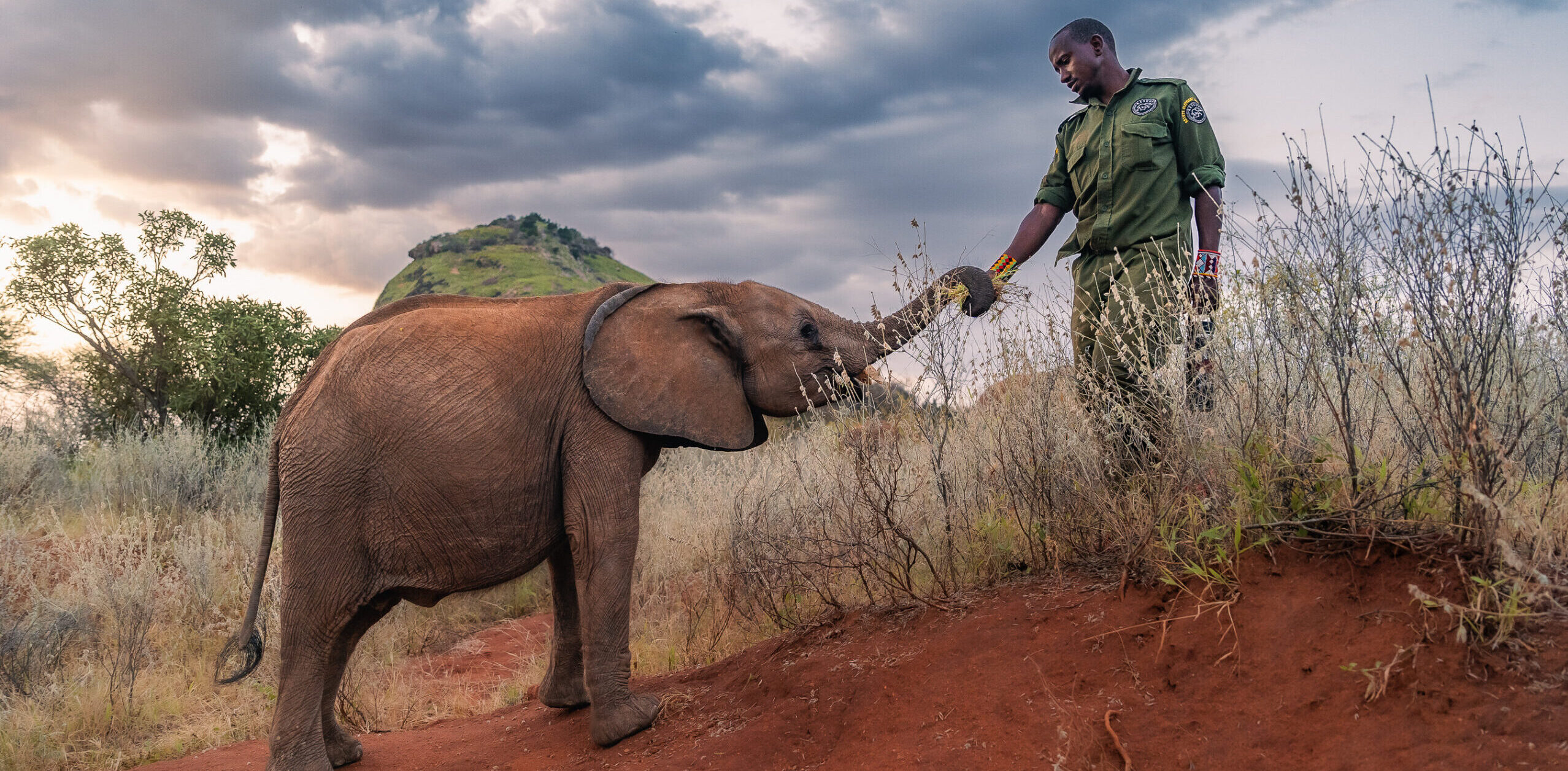 Becoming Elephant The Orphans of Reteti: Baby Steps <br/>NATURE