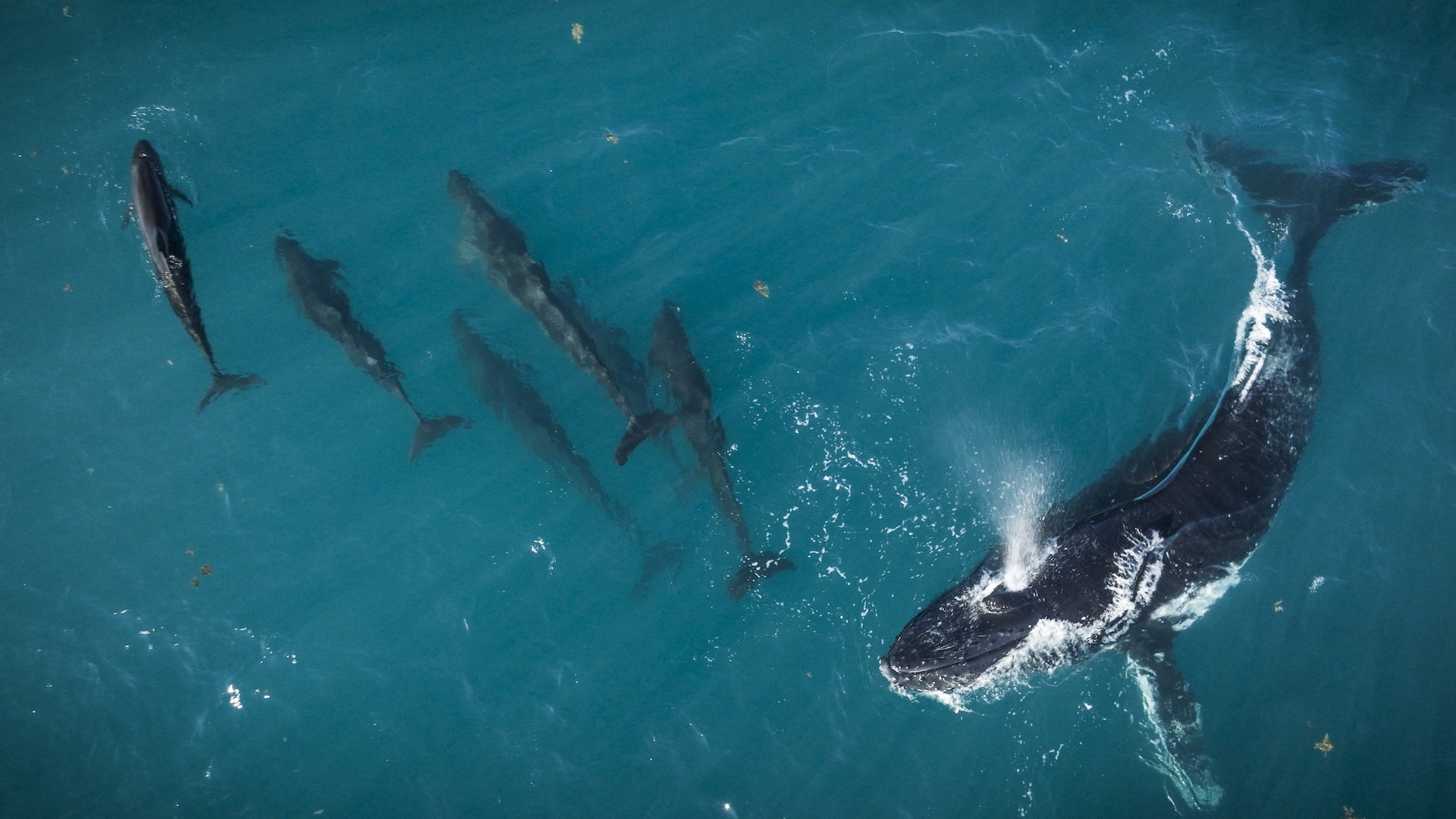 Tidal Territory <br/>THE KIMBERLEY: AUSTRALIA’S WILD WEST