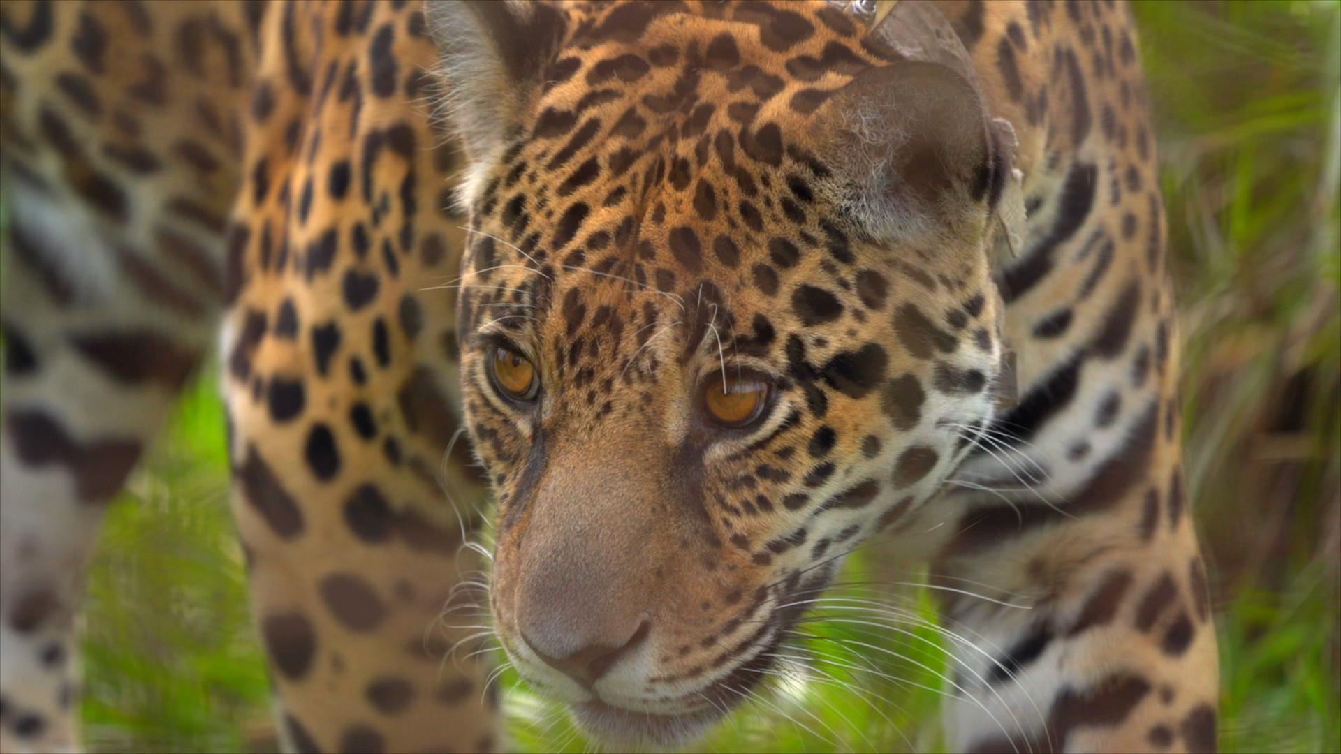Preserving Nature in Argentina and Antarctica <br/>RESOLVE TO SOLVE WITH MILES O’BRIEN