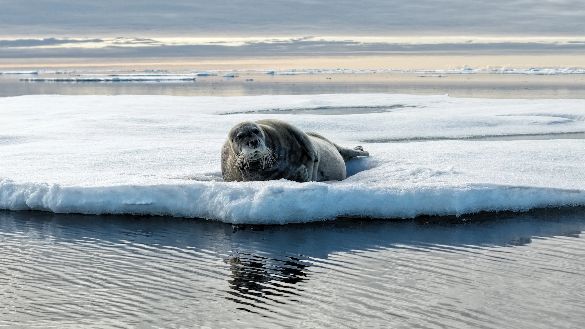 Polar Seas <br/>Ages of Ice