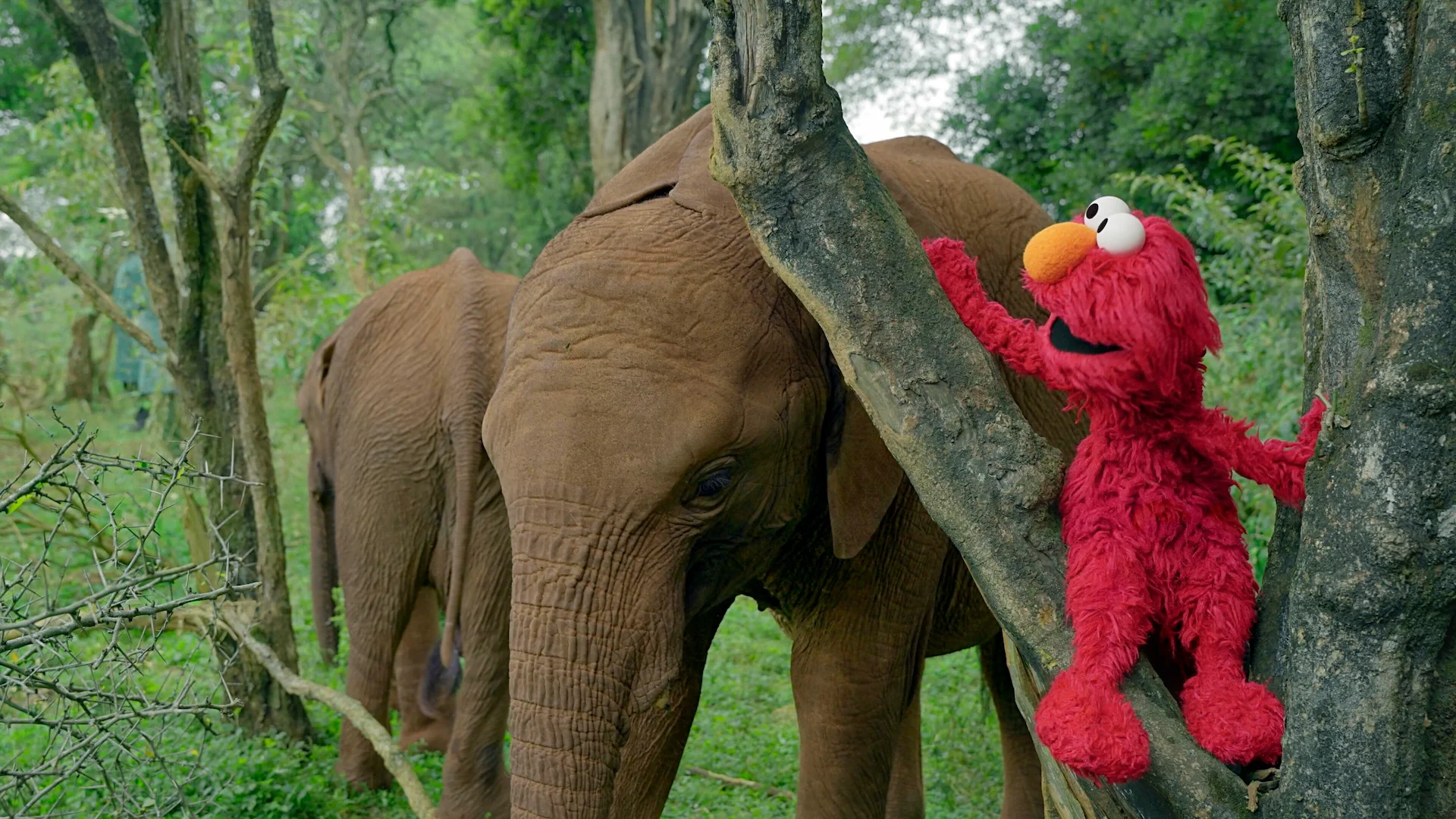 Sesame Street and the Great Elephant Adventure <br/>NATURE