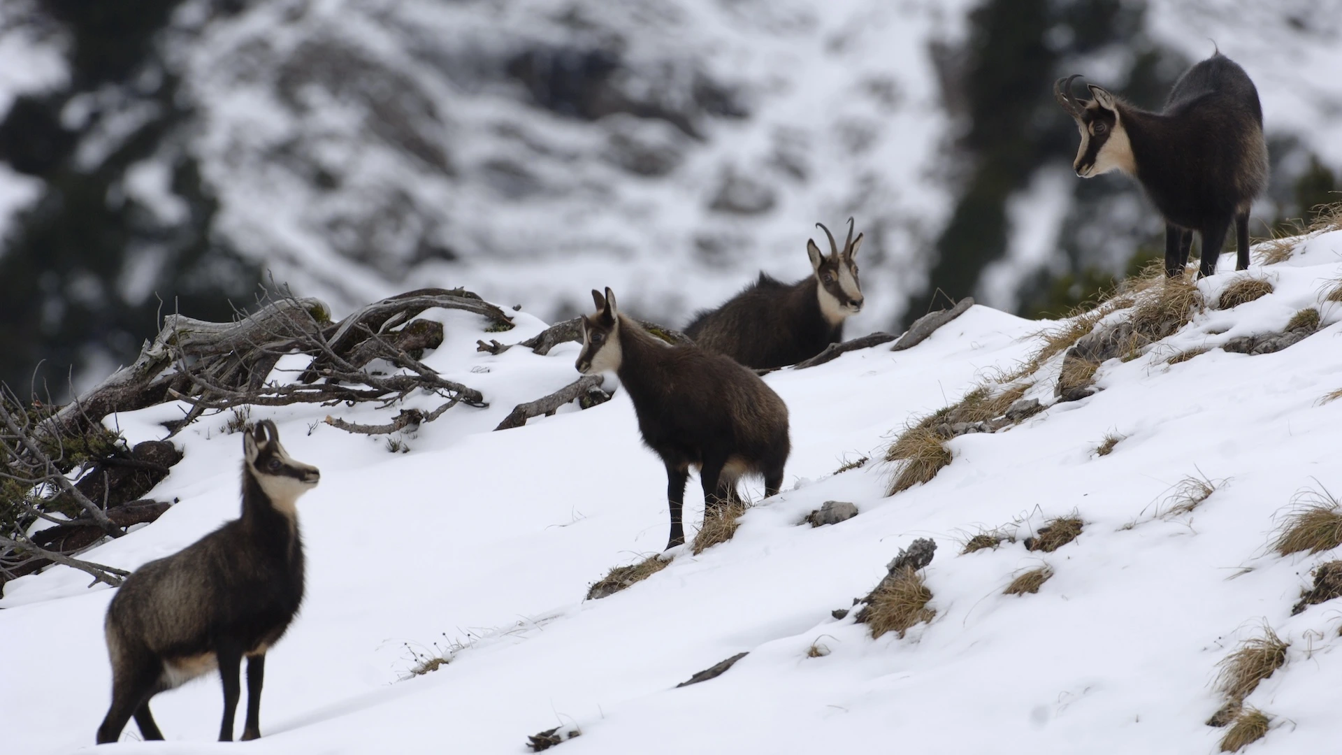 Christmas in the Alps <br/>NATURE