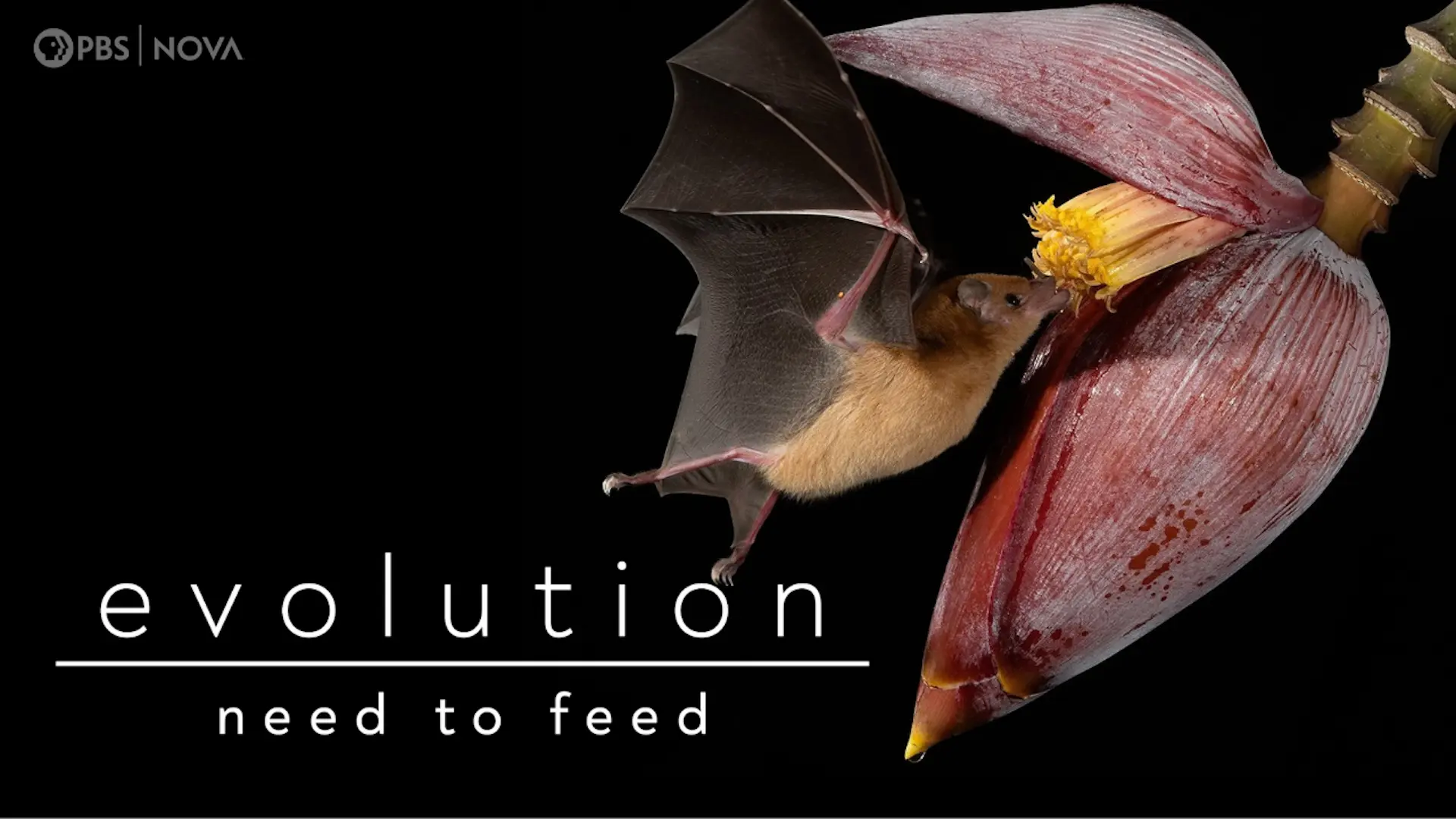 Evolution: Need to Feed <br/>NOVA
