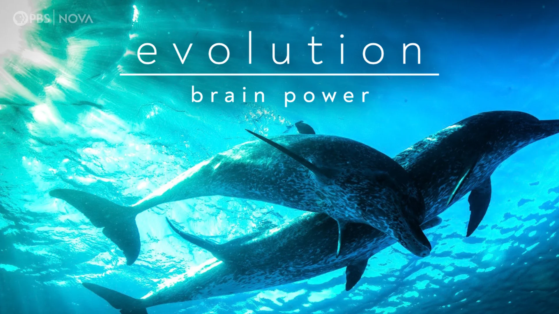 Evolution: Brain Power <br/>NOVA