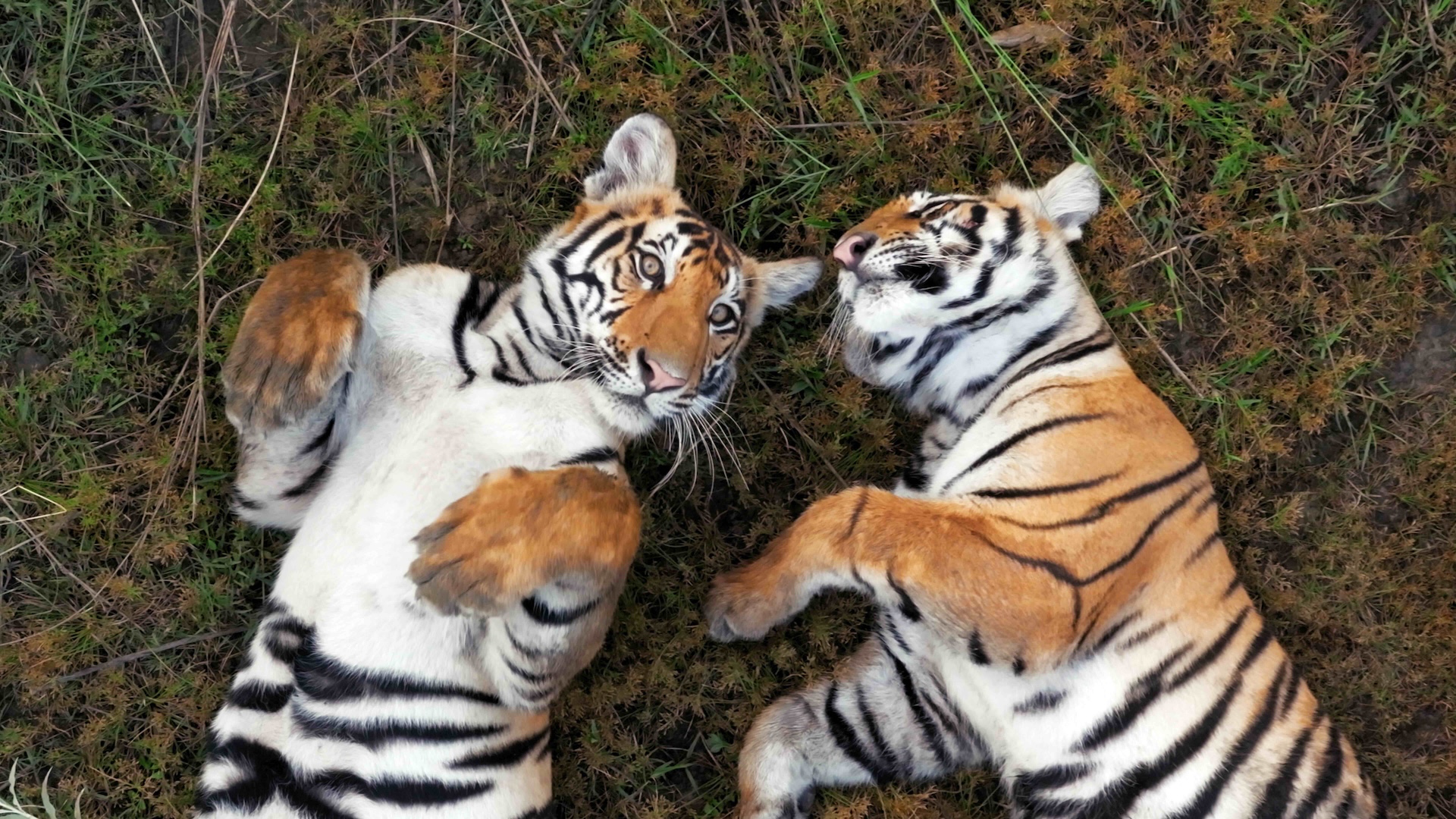 Tiger Island, Part 2 of 2 <br/>NATURE